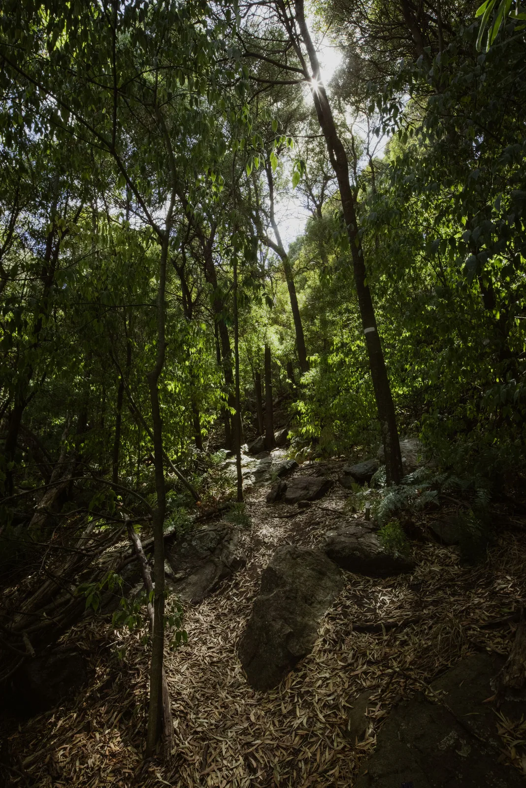 Bosque de la sierra